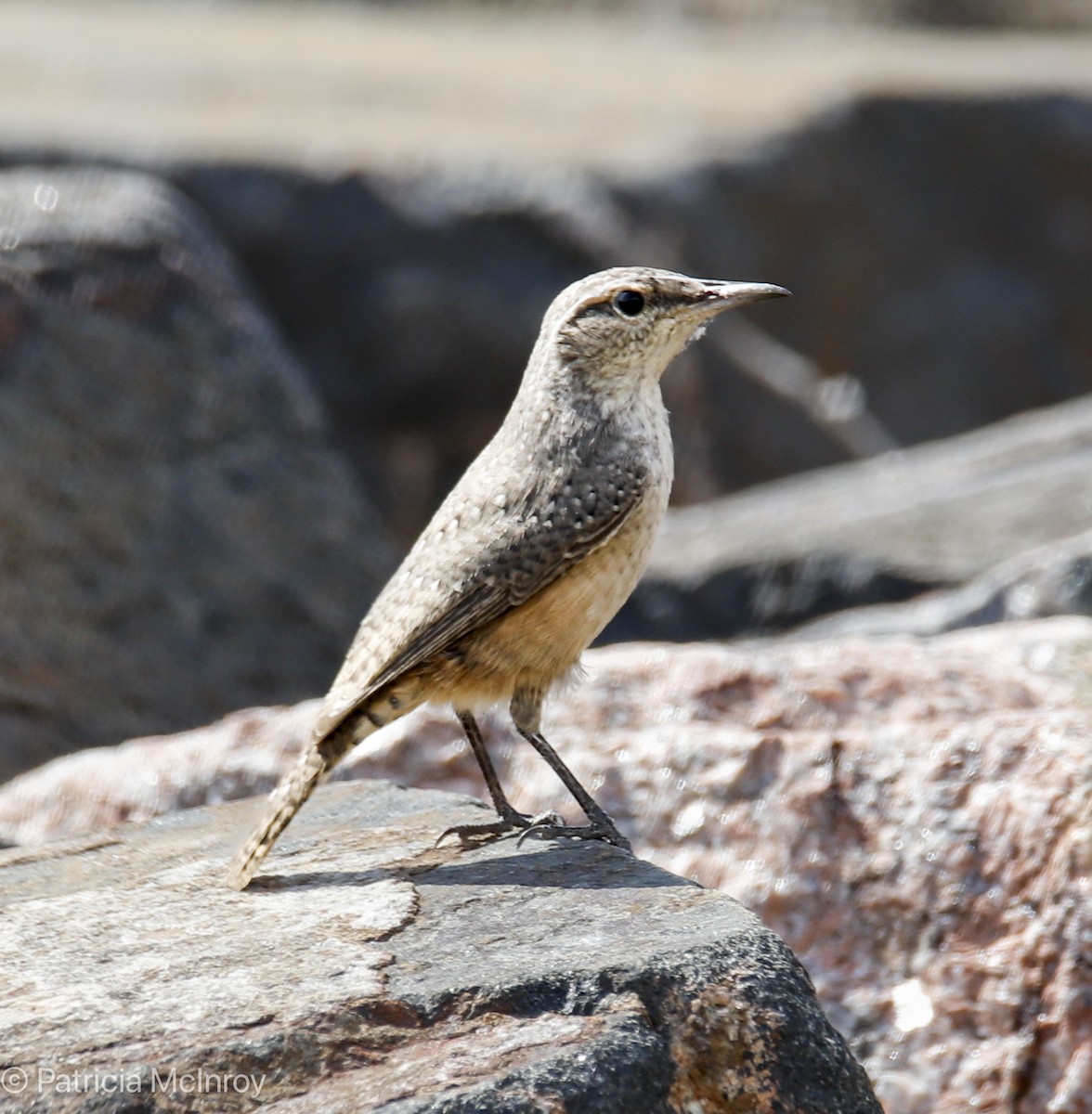 Rock Wren - ML640711589