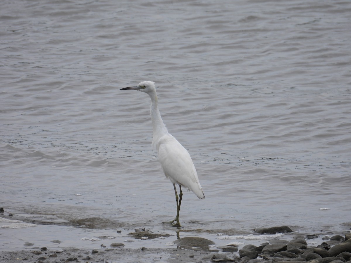 Little Blue Heron - ML640711594