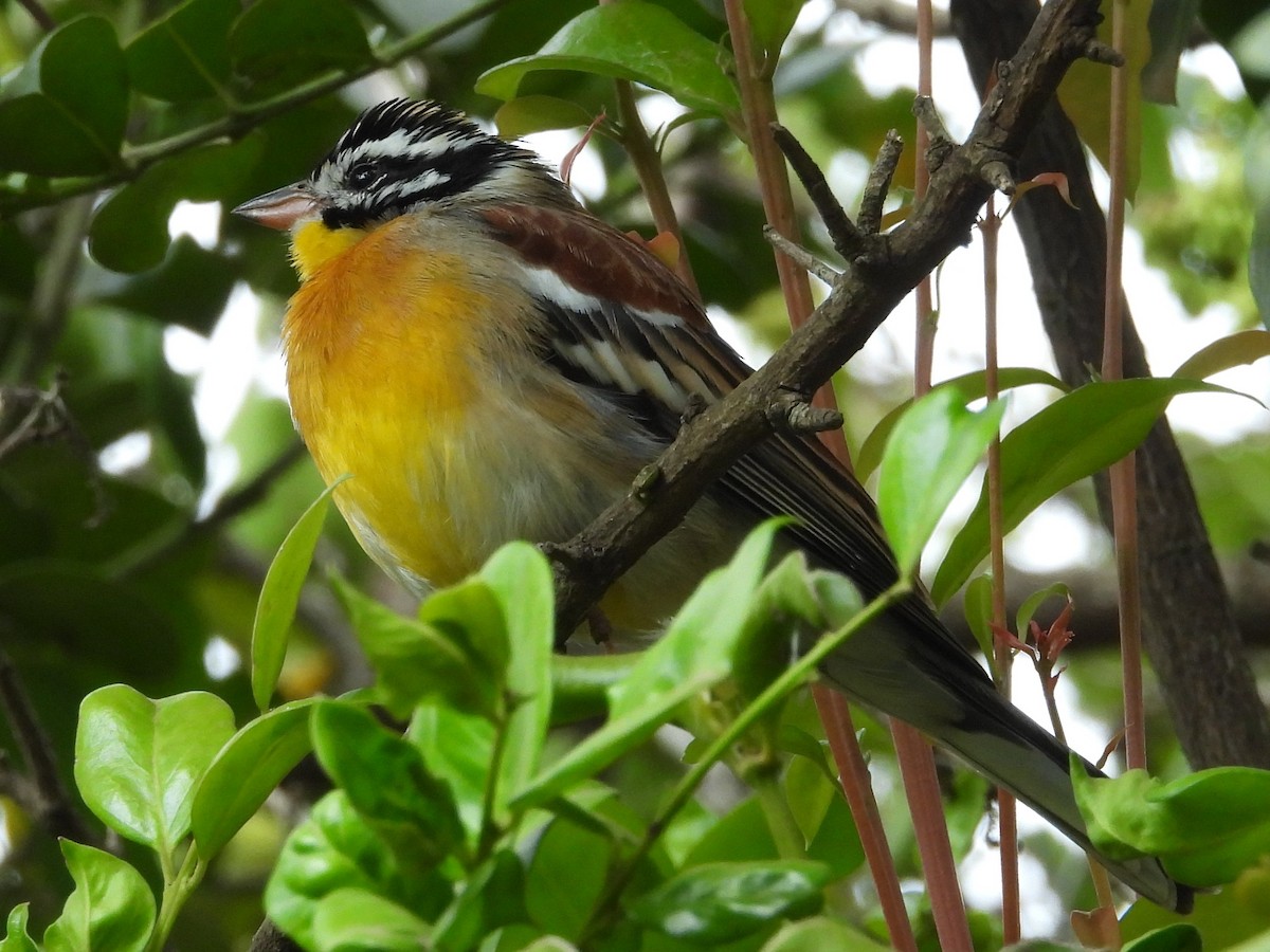 Golden-breasted Bunting - ML640711596
