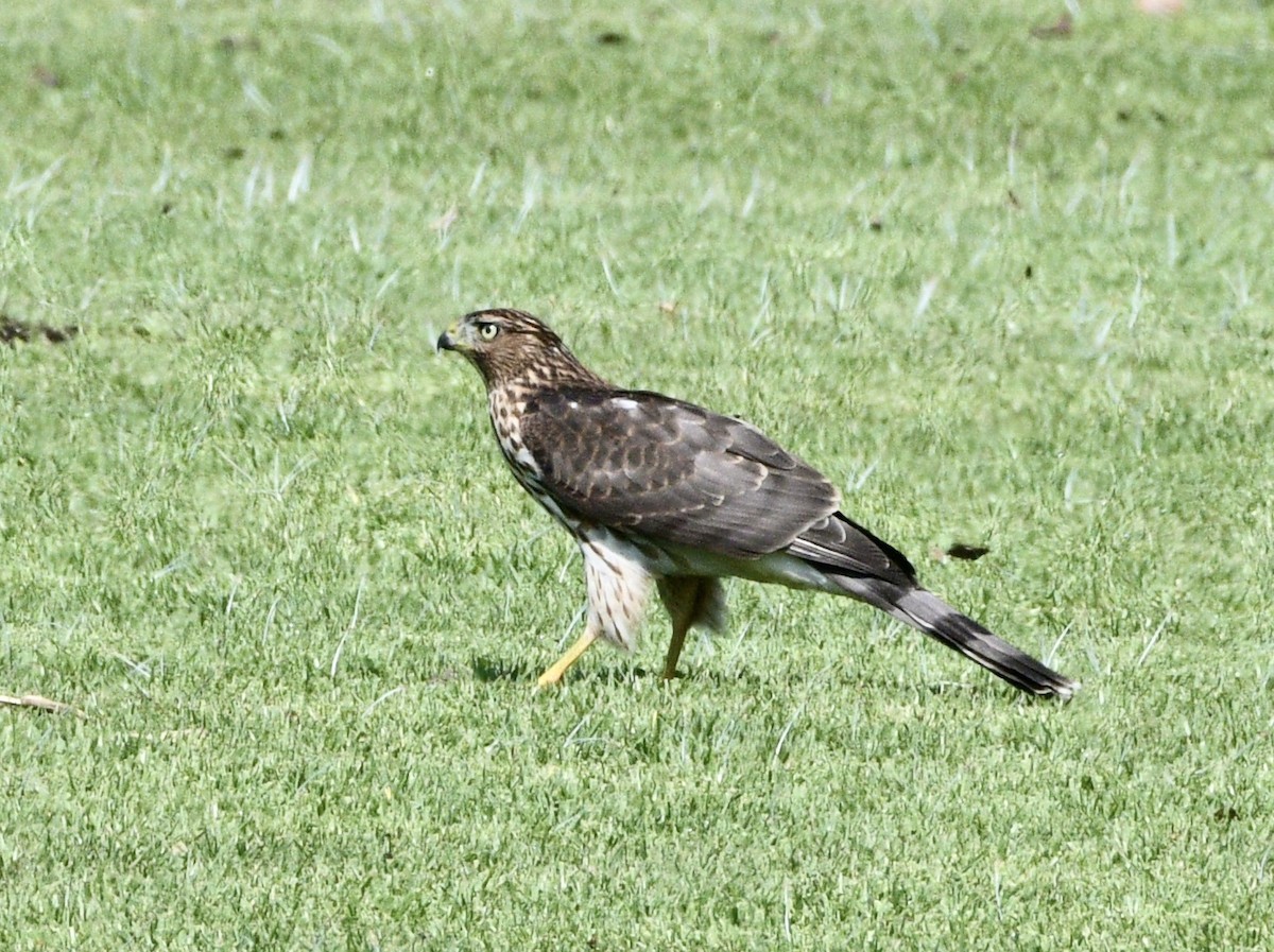 Cooper's Hawk - ML640711620