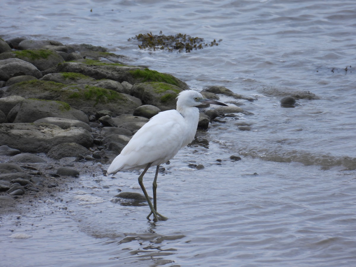 Little Blue Heron - ML640711683