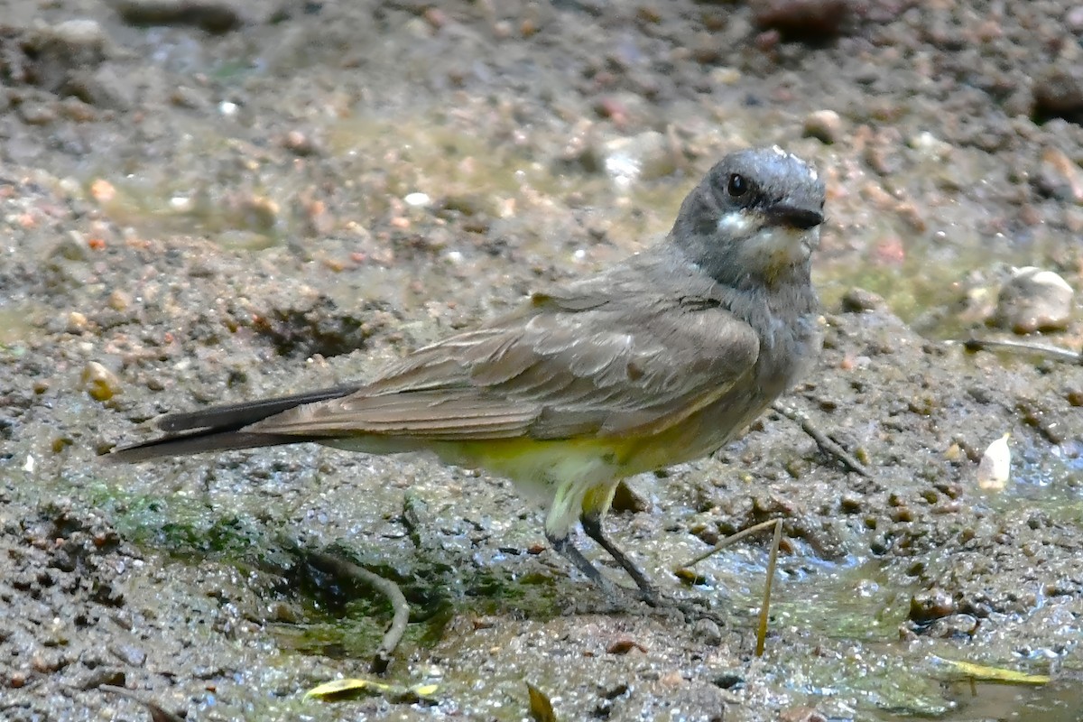 Cassin's Kingbird - ML640711698