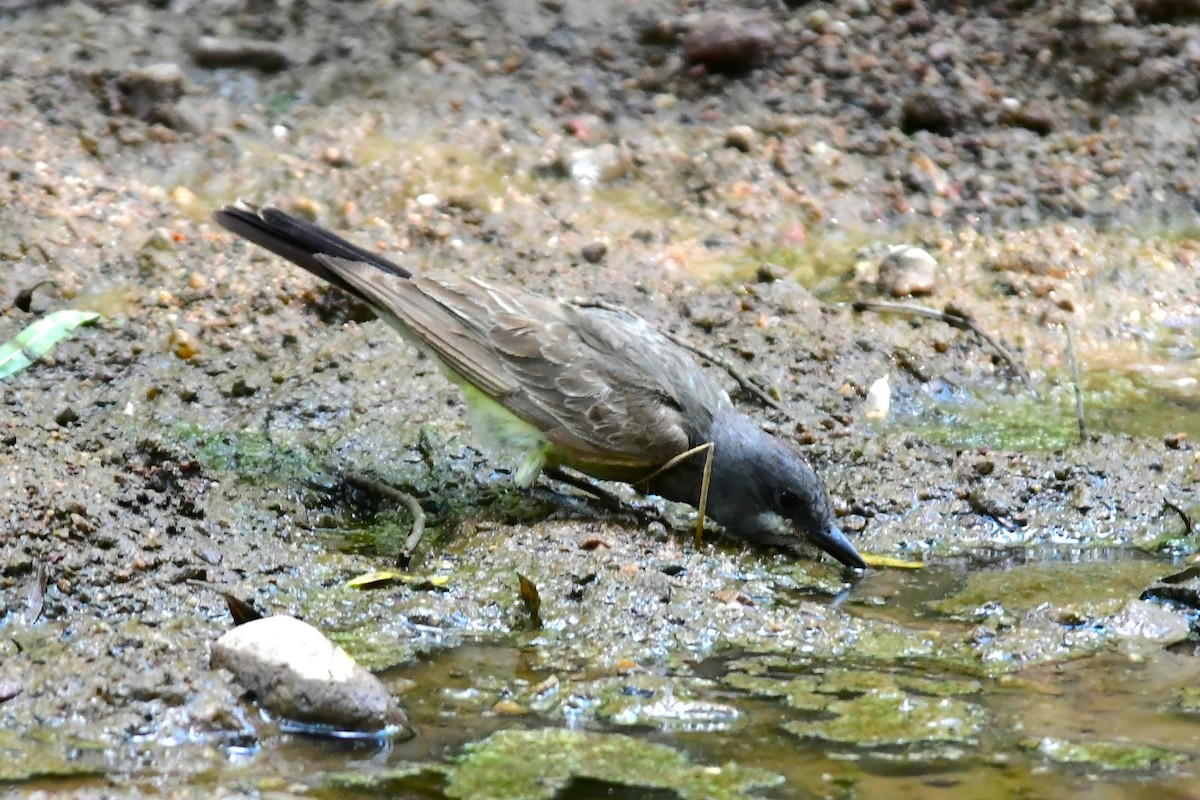 Cassin's Kingbird - ML640711699
