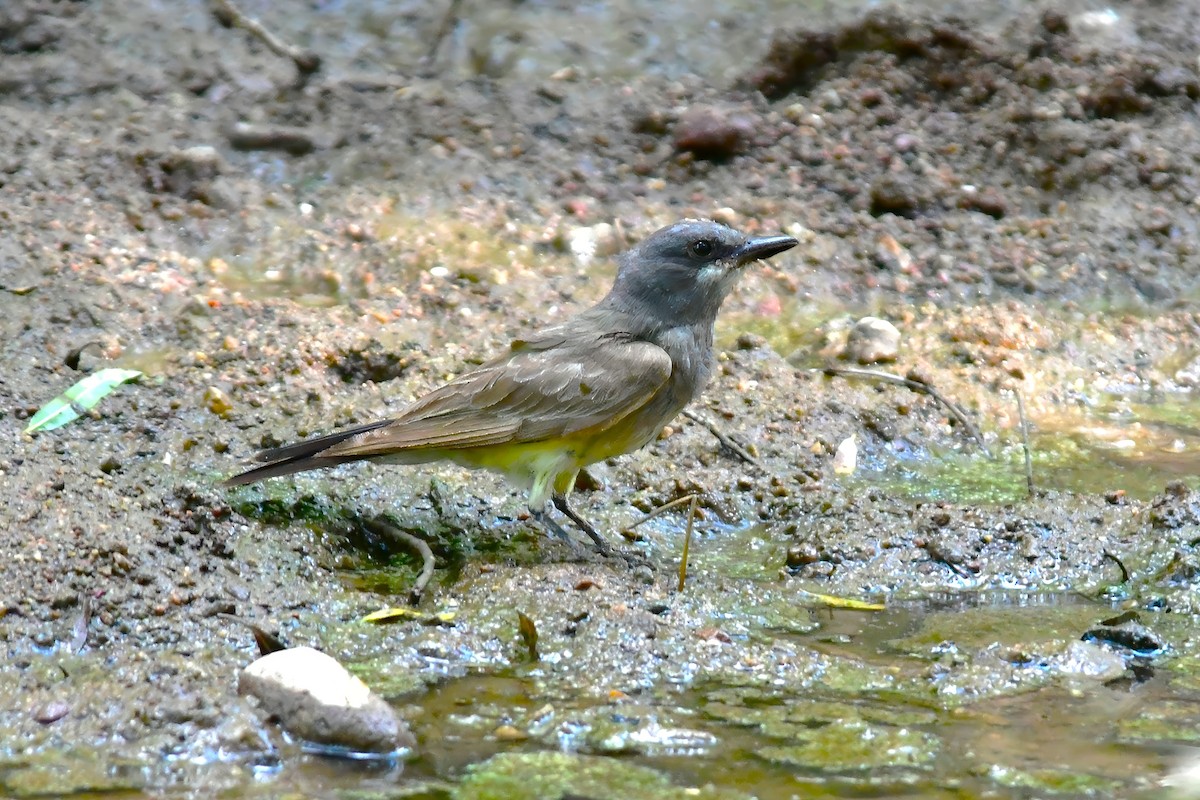 Cassin's Kingbird - ML640711700