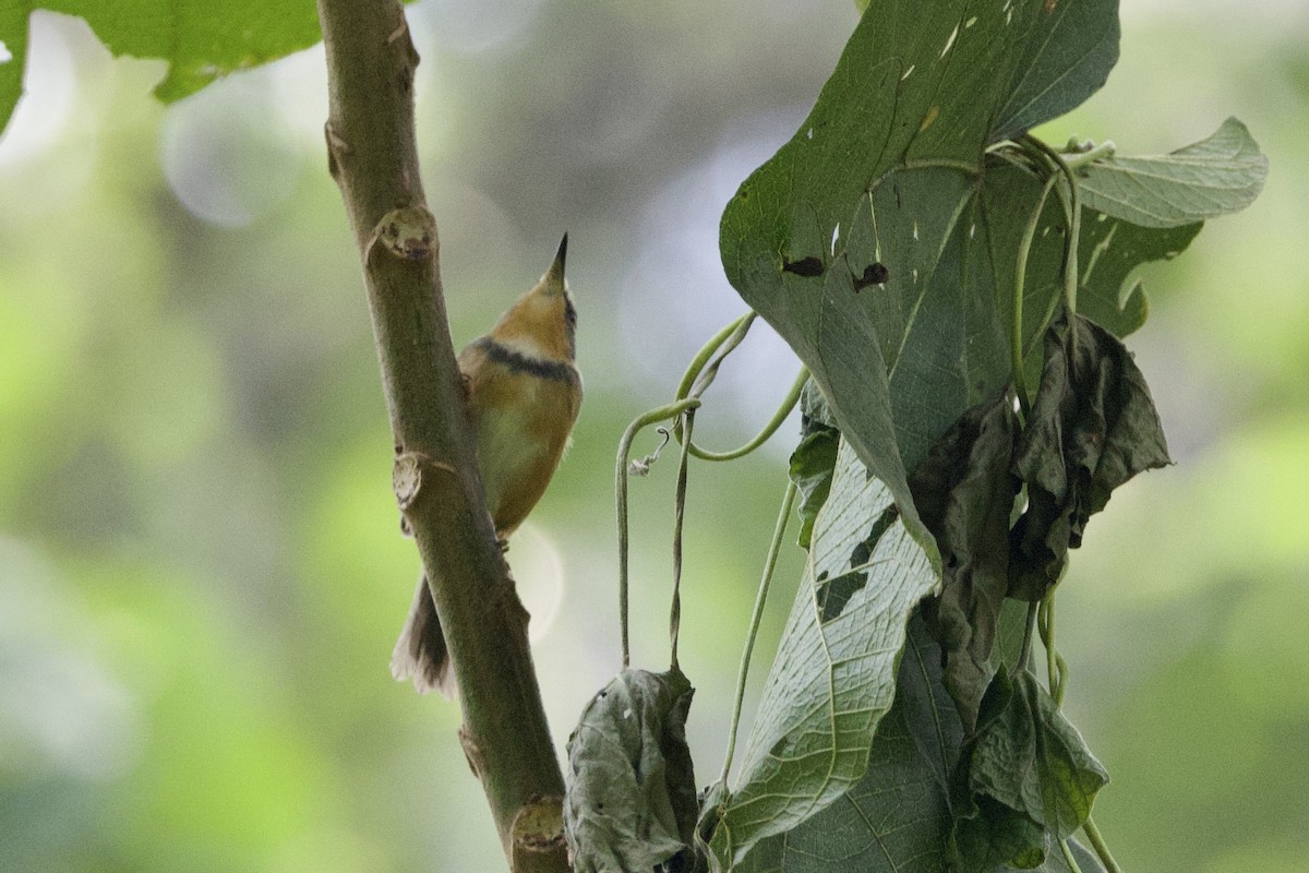 rwenzoriapalis - ML640711701