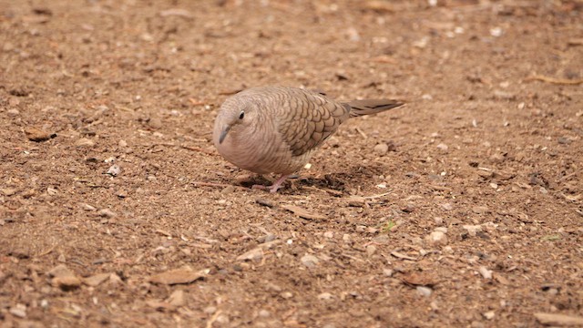 Inca Dove - ML640711781