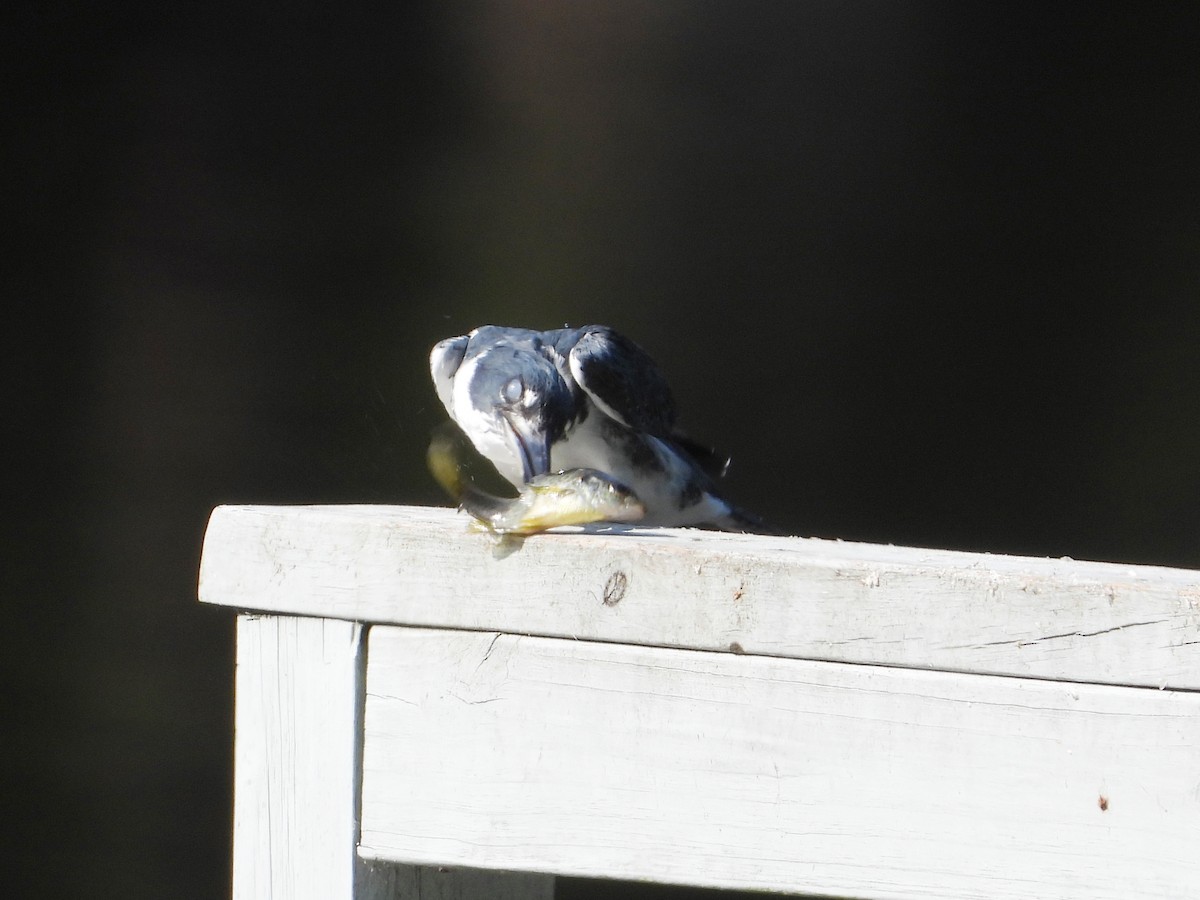 Belted Kingfisher - ML640711803