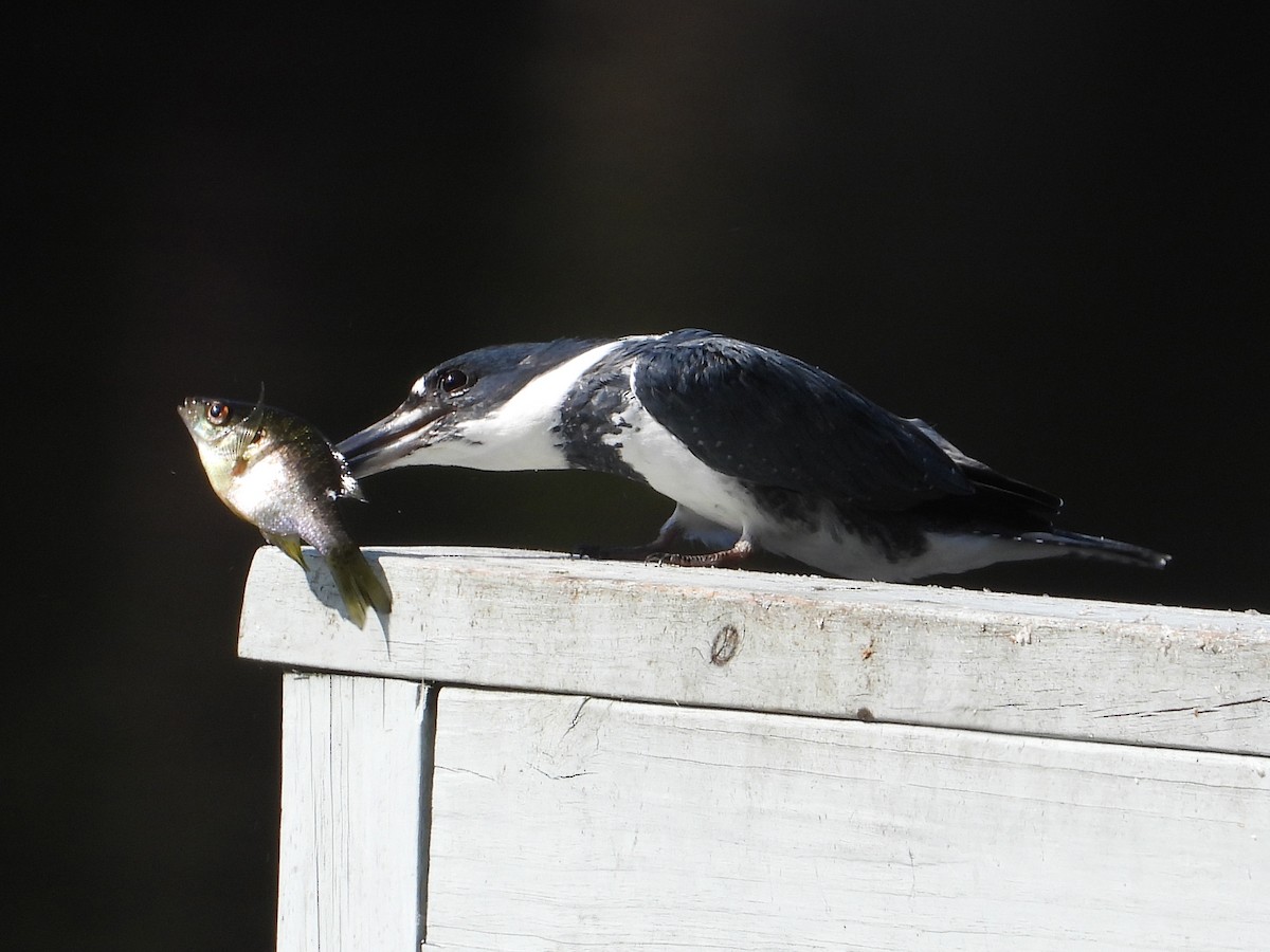 Belted Kingfisher - ML640711804