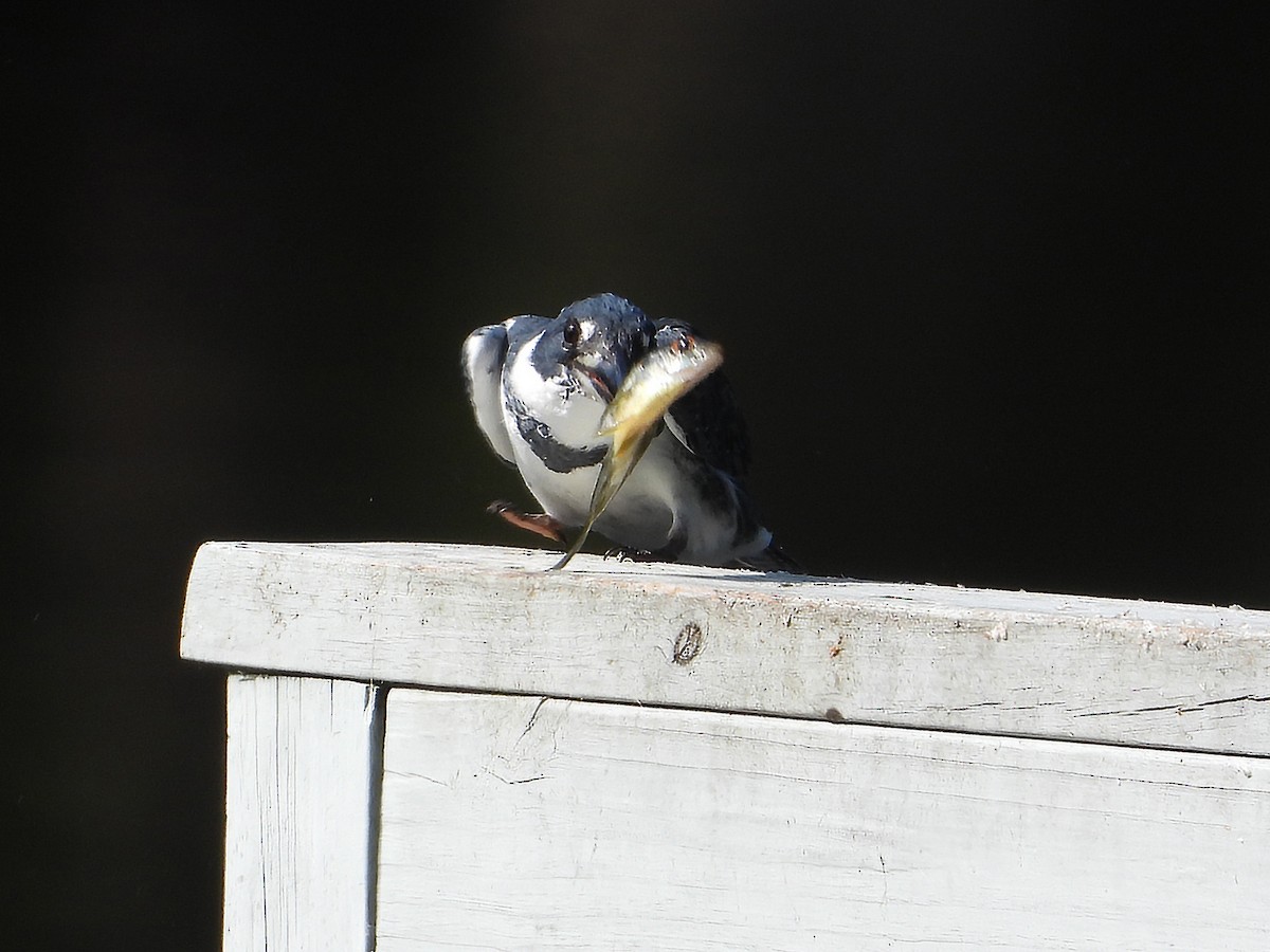 Belted Kingfisher - ML640711805