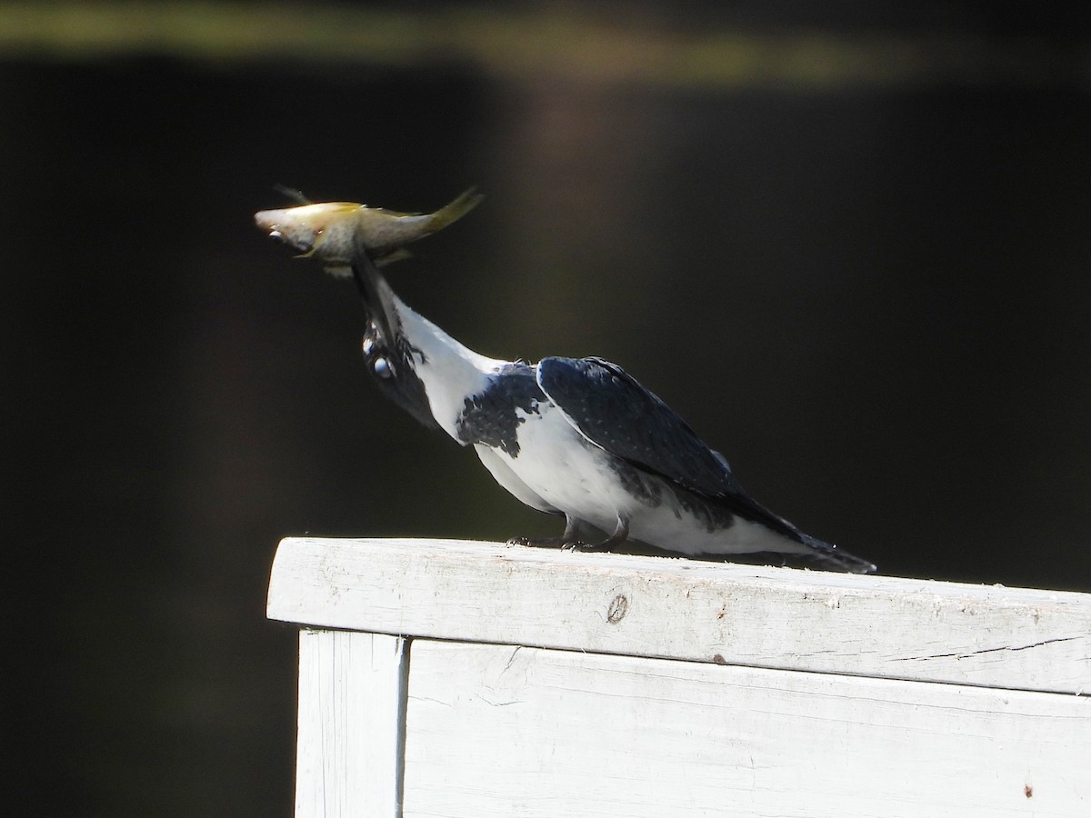 Belted Kingfisher - ML640711806