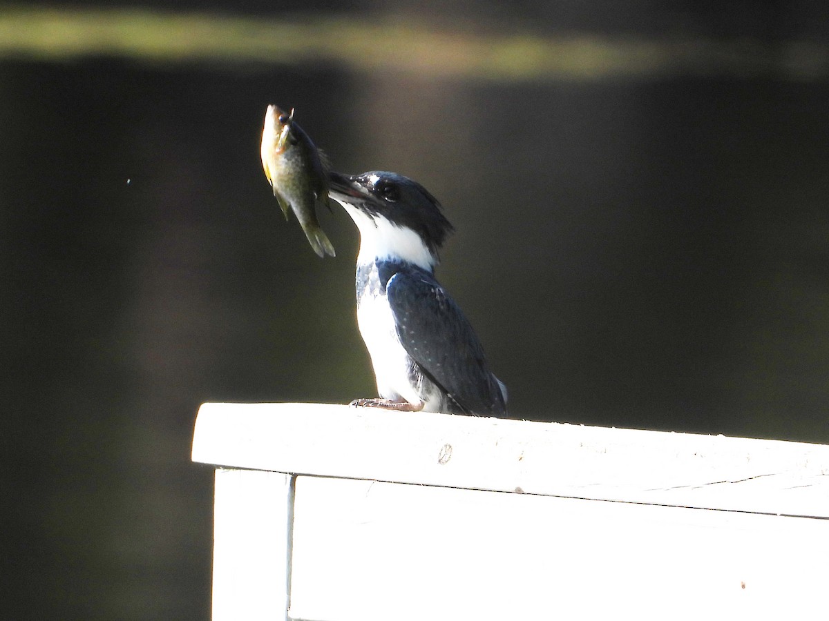Belted Kingfisher - ML640711808