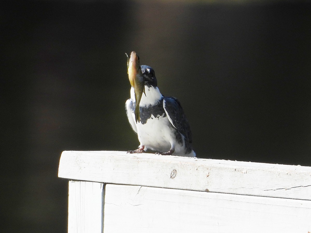 Belted Kingfisher - ML640711810