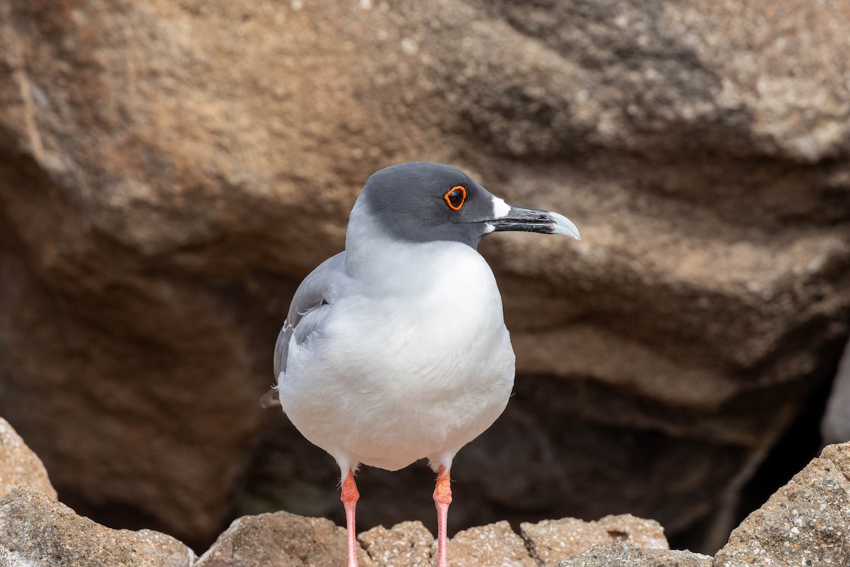 Swallow-tailed Gull - ML640711900