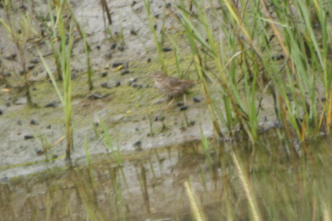 Savannah Sparrow (Large-billed) - ML640711912