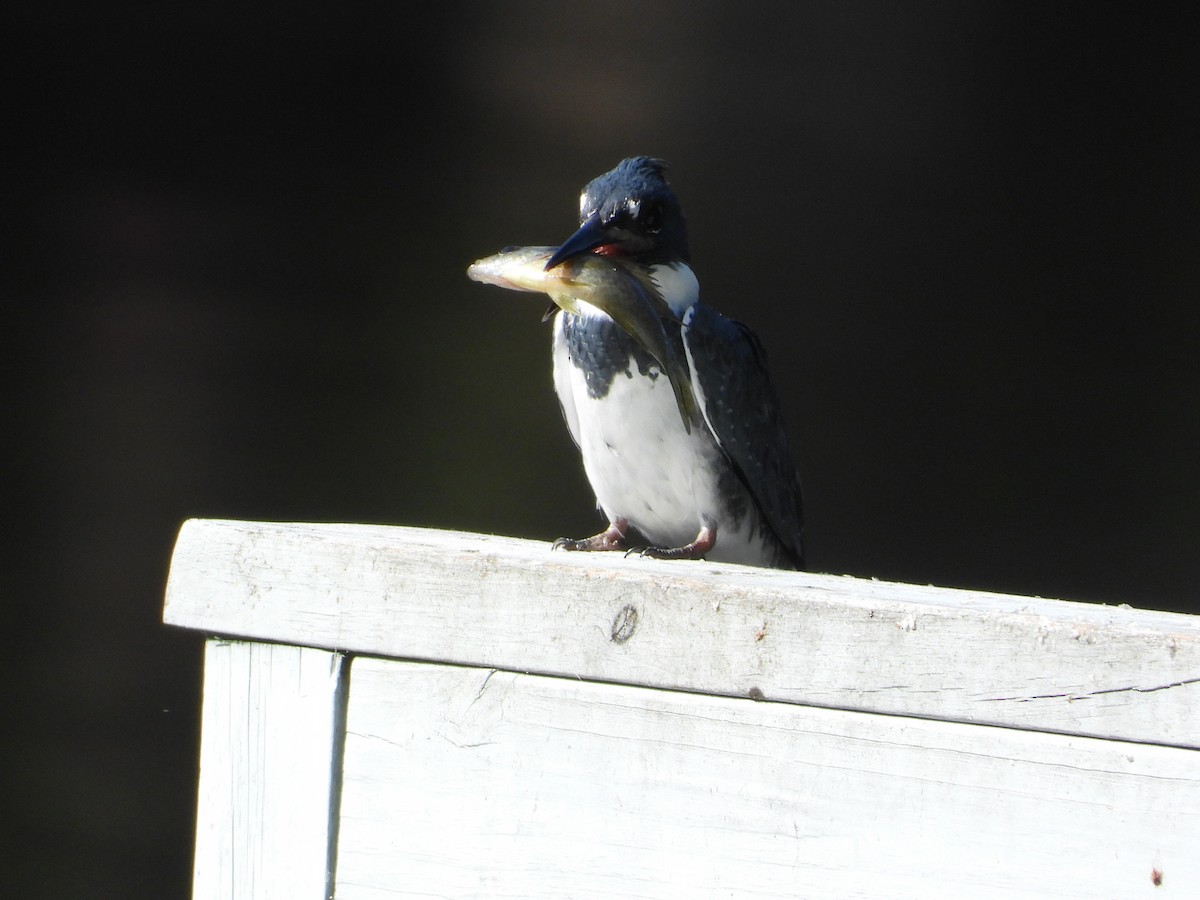 Belted Kingfisher - ML640711916
