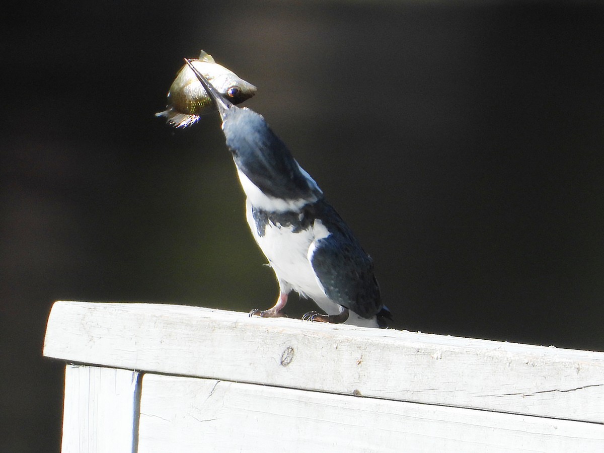 Belted Kingfisher - ML640711923