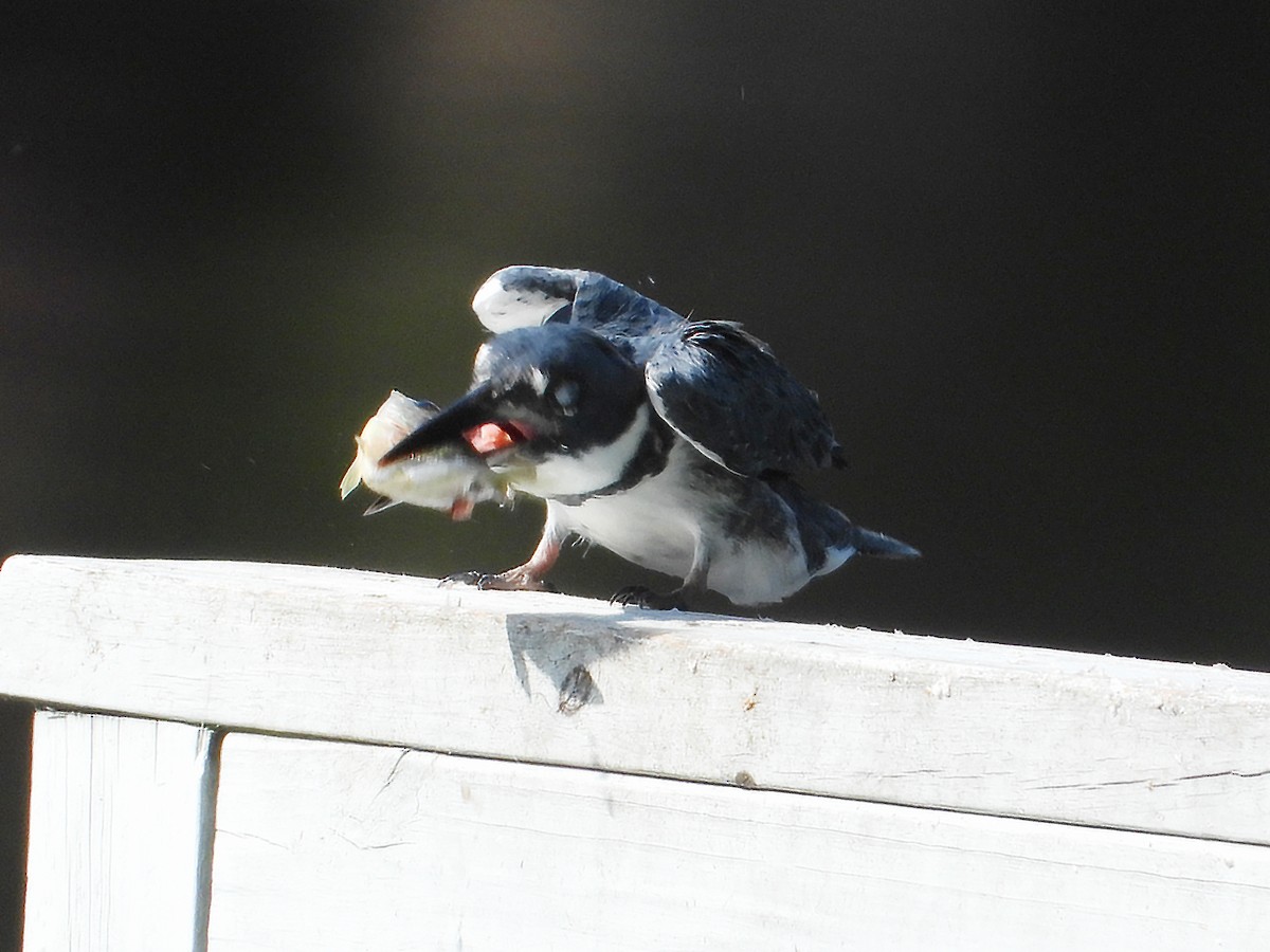 Belted Kingfisher - ML640711929