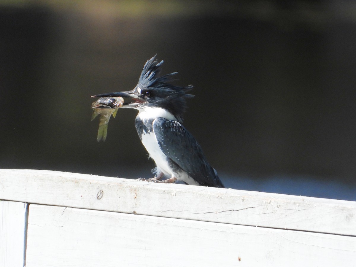 Belted Kingfisher - ML640711934