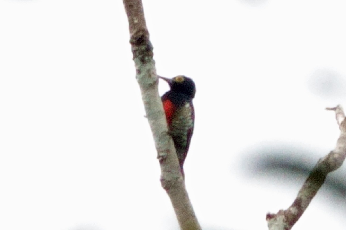 Yellow-tufted Woodpecker - ML640711938