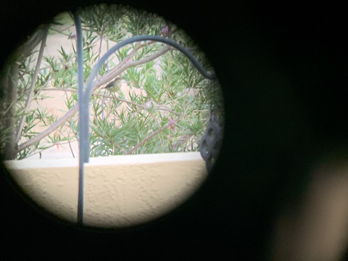 Northern Waterthrush - ML640711971