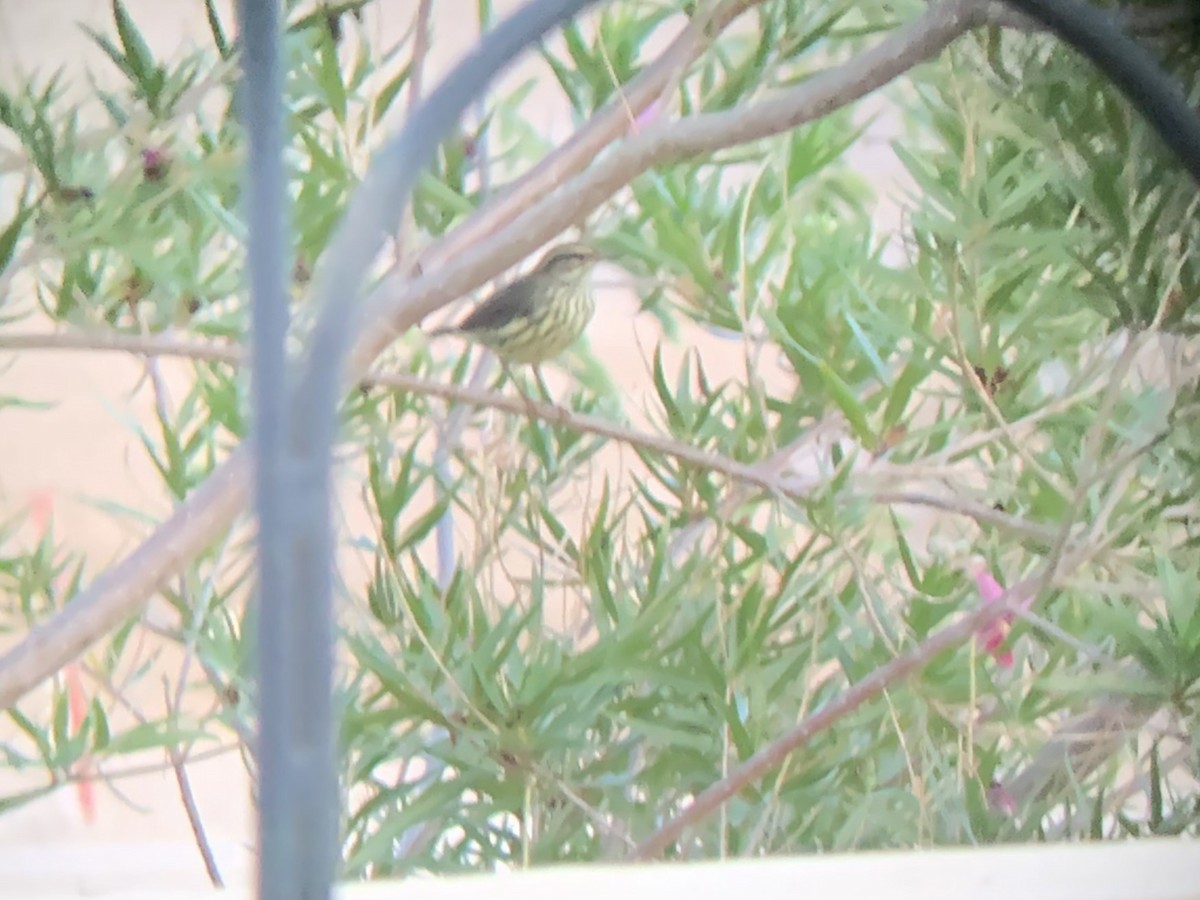 Northern Waterthrush - ML640711987