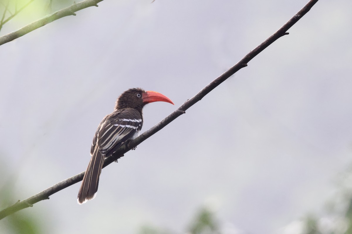 Red-billed Dwarf Hornbill - ML640711994