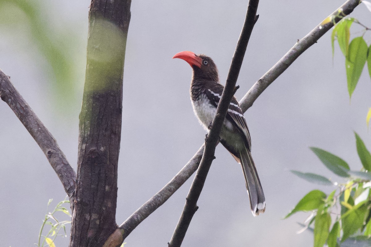Red-billed Dwarf Hornbill - ML640711995