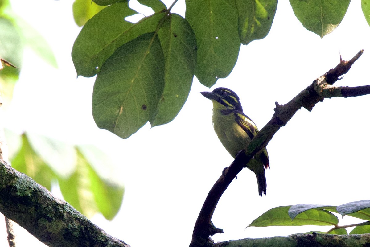 Red-rumped Tinkerbird - ML640712003