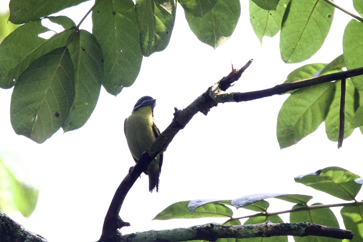 Red-rumped Tinkerbird - ML640712004