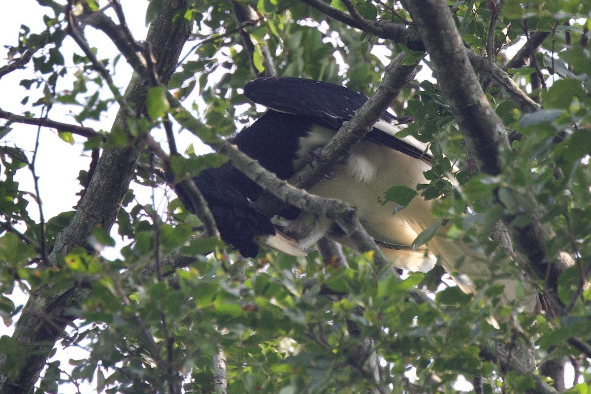 White-thighed Hornbill - ML640712034
