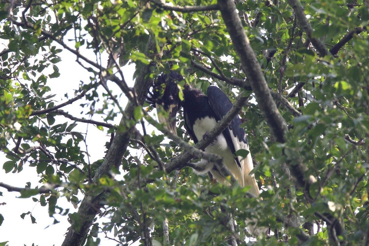 White-thighed Hornbill - ML640712037