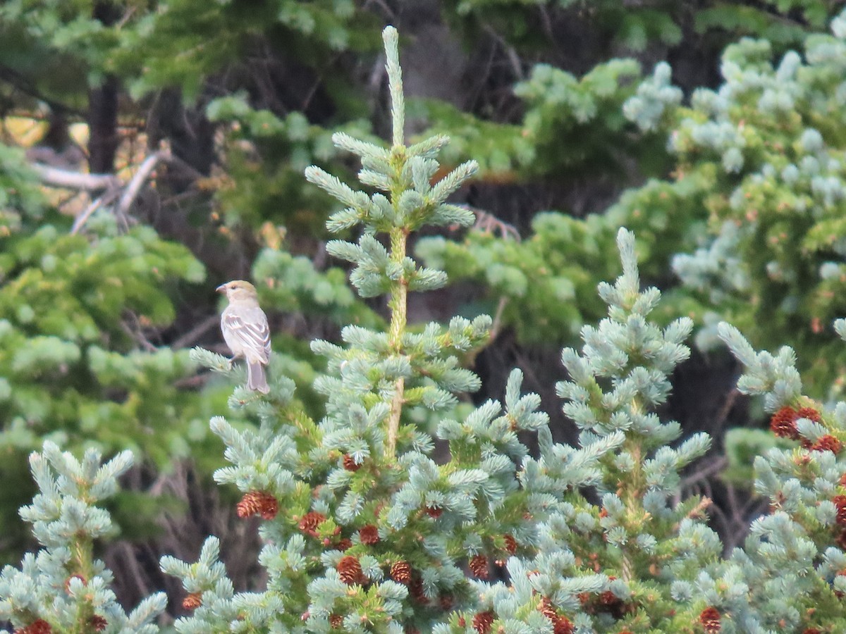 Pine Grosbeak - ML640712236