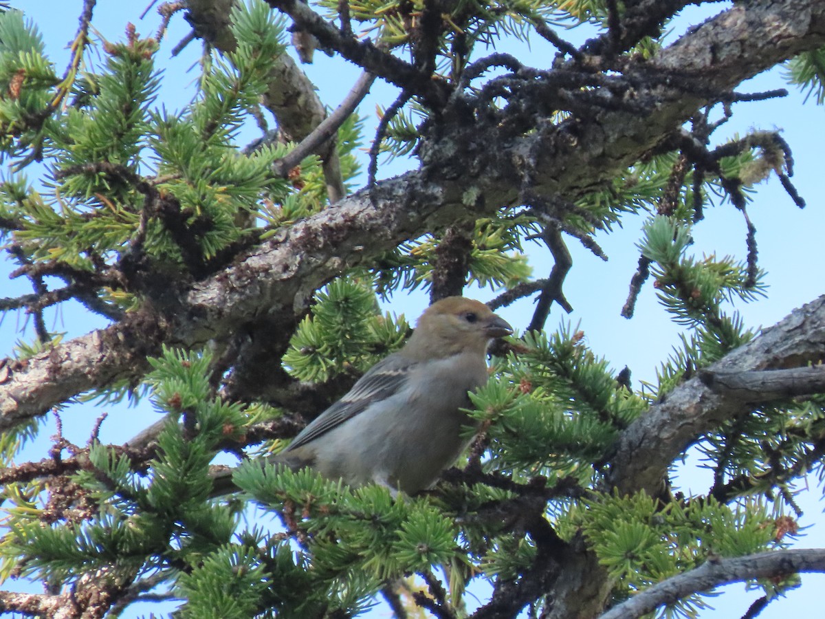 Pine Grosbeak - ML640712237