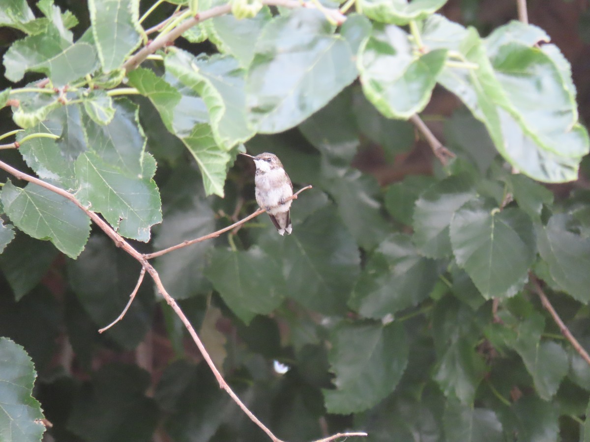 Ruby-throated Hummingbird - ML640712314