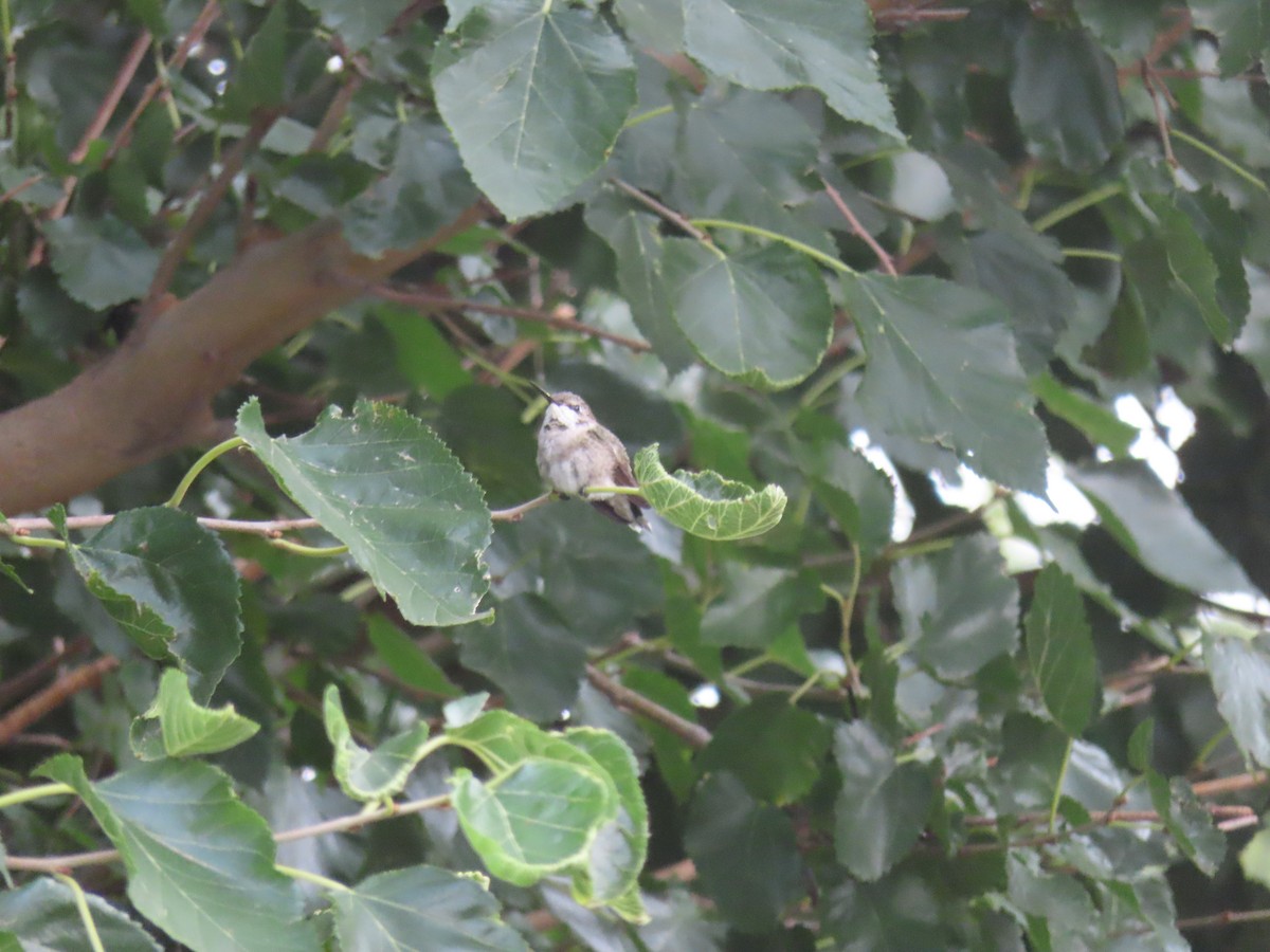 Ruby-throated Hummingbird - ML640712316