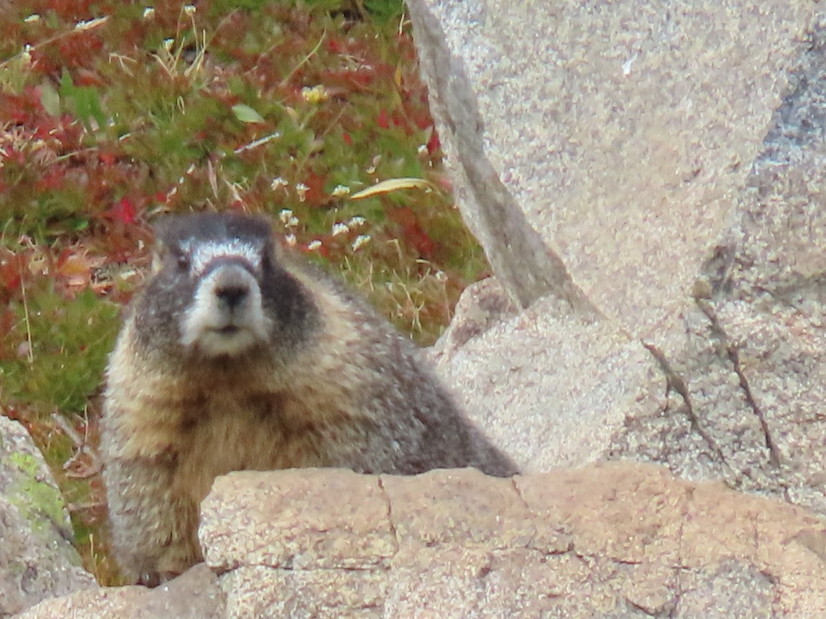 Mammals - ML640712327