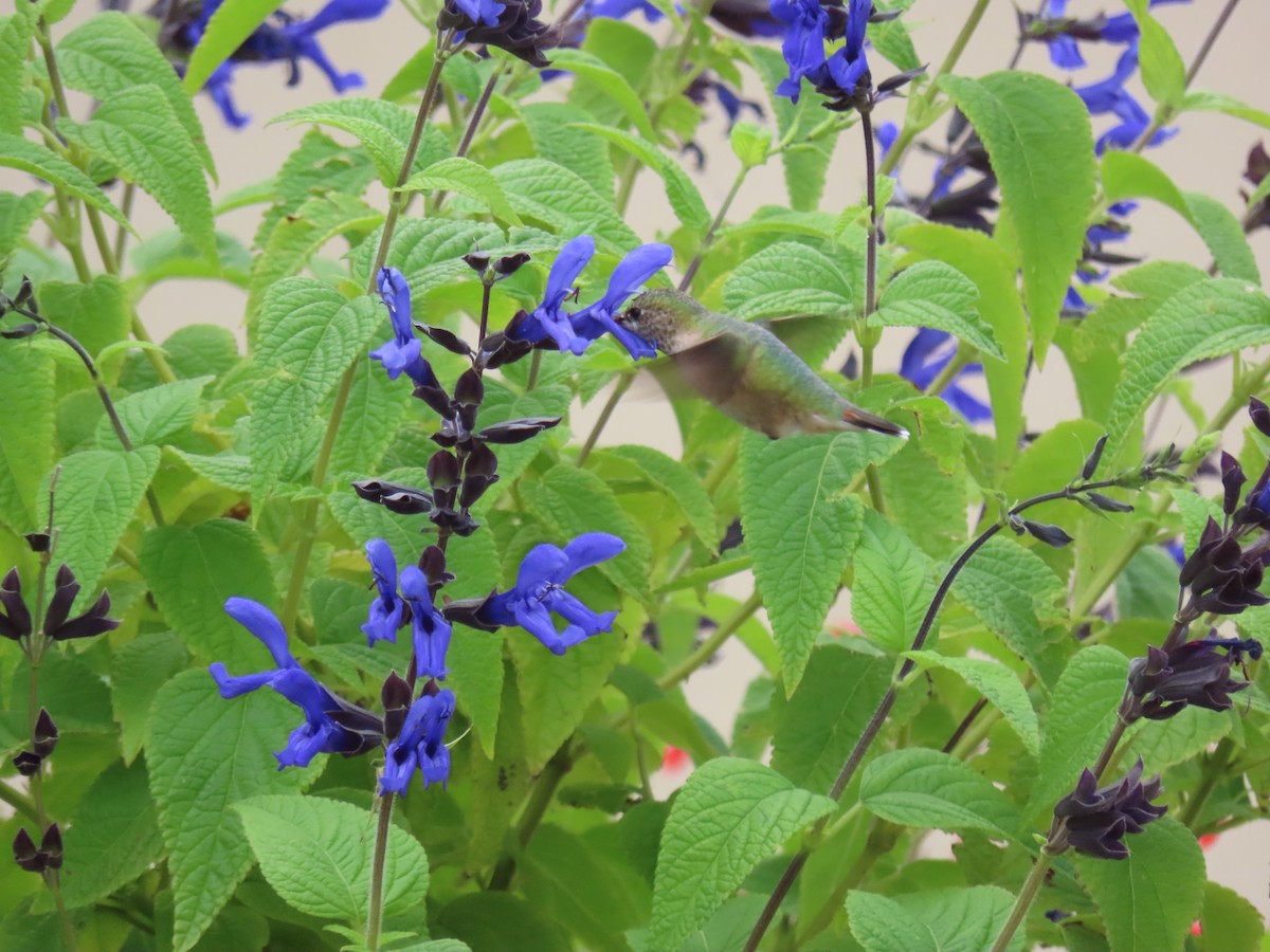 Calliope Hummingbird - ML640712331