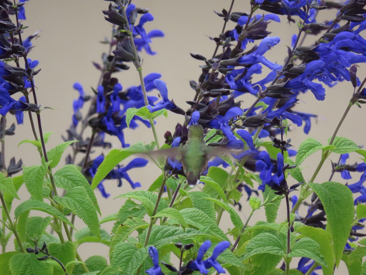 Calliope Hummingbird - ML640712332