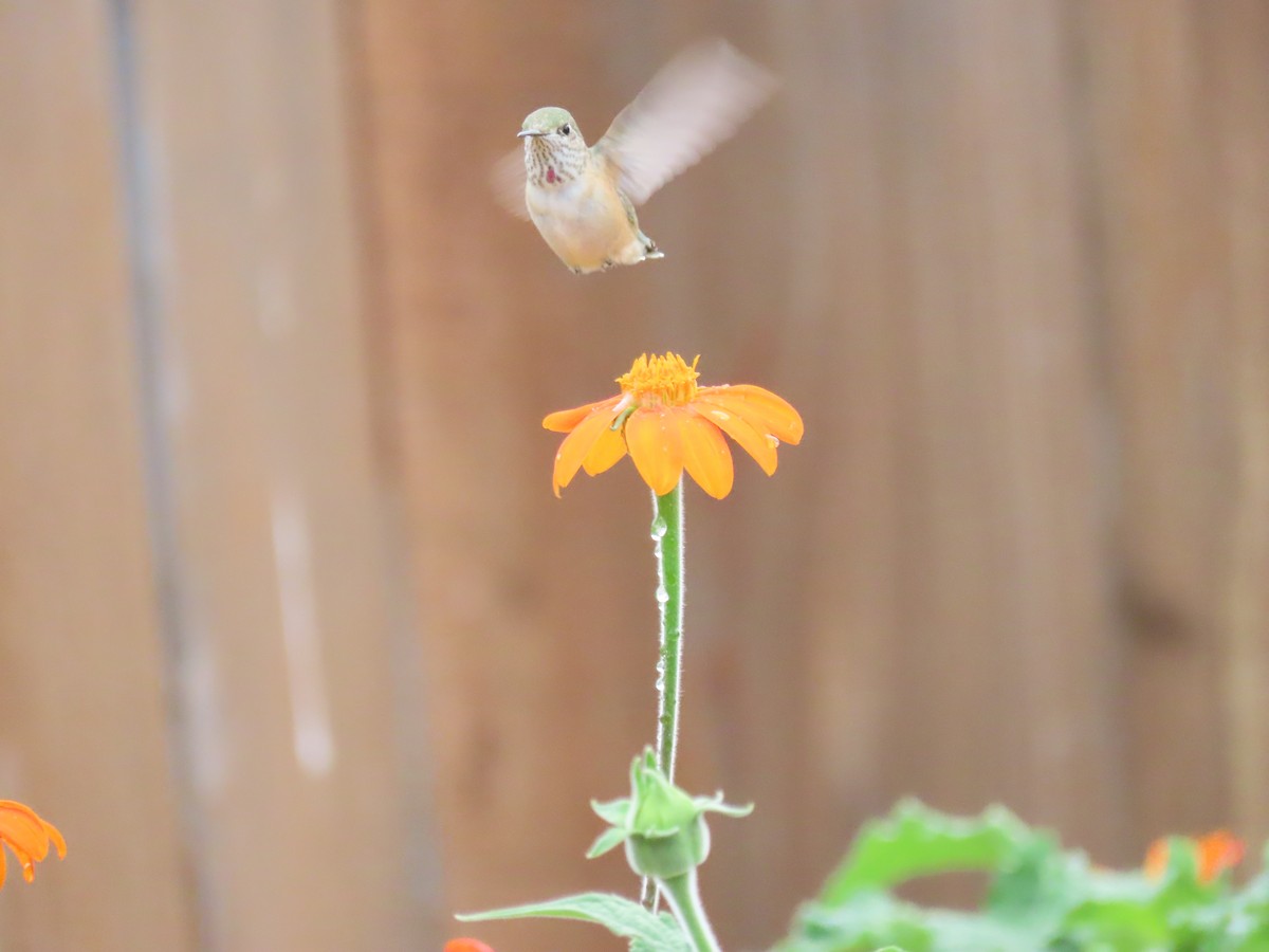 Calliope Hummingbird - ML640712333