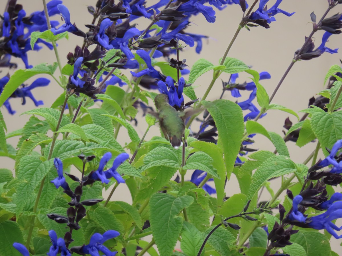 Calliope Hummingbird - ML640712334