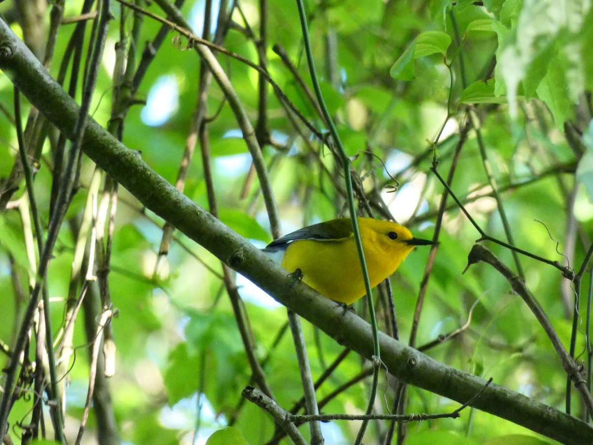 Prothonotary Warbler - ML640712370