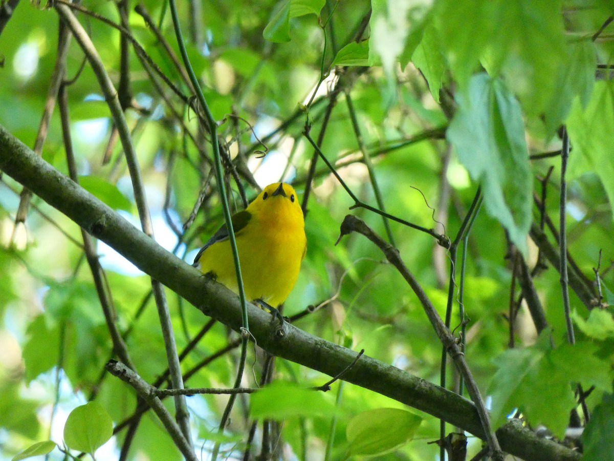 Prothonotary Warbler - ML640712371