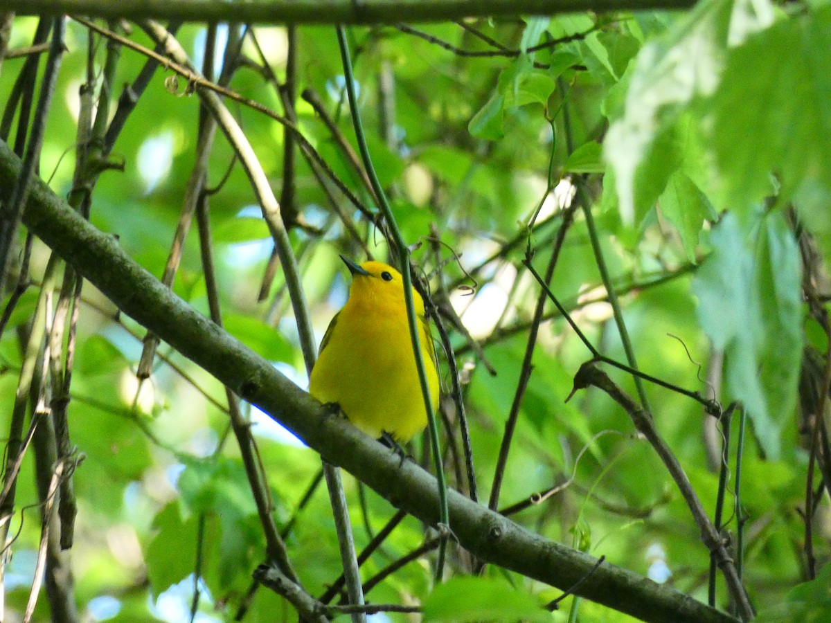 Prothonotary Warbler - ML640712372