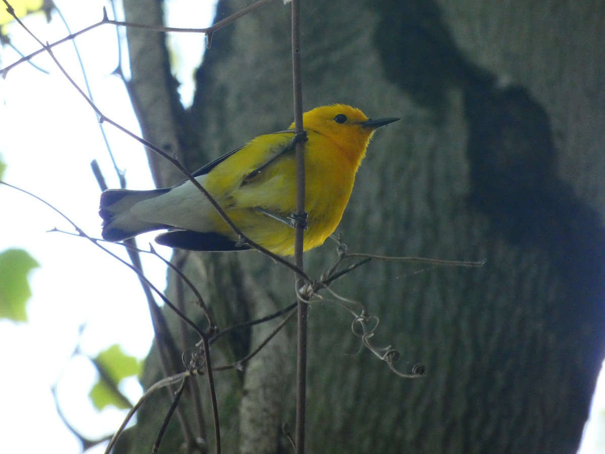 Prothonotary Warbler - ML640712373