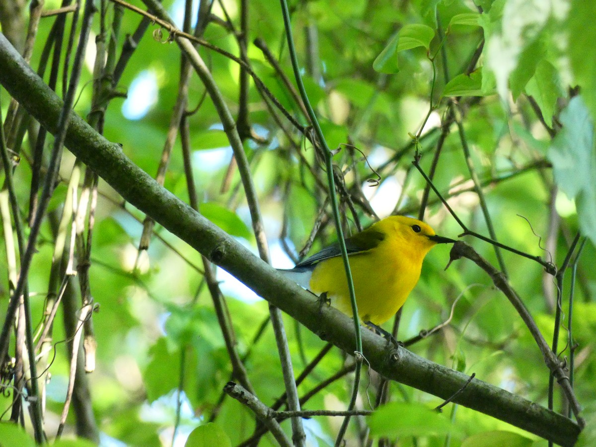Prothonotary Warbler - ML640712374
