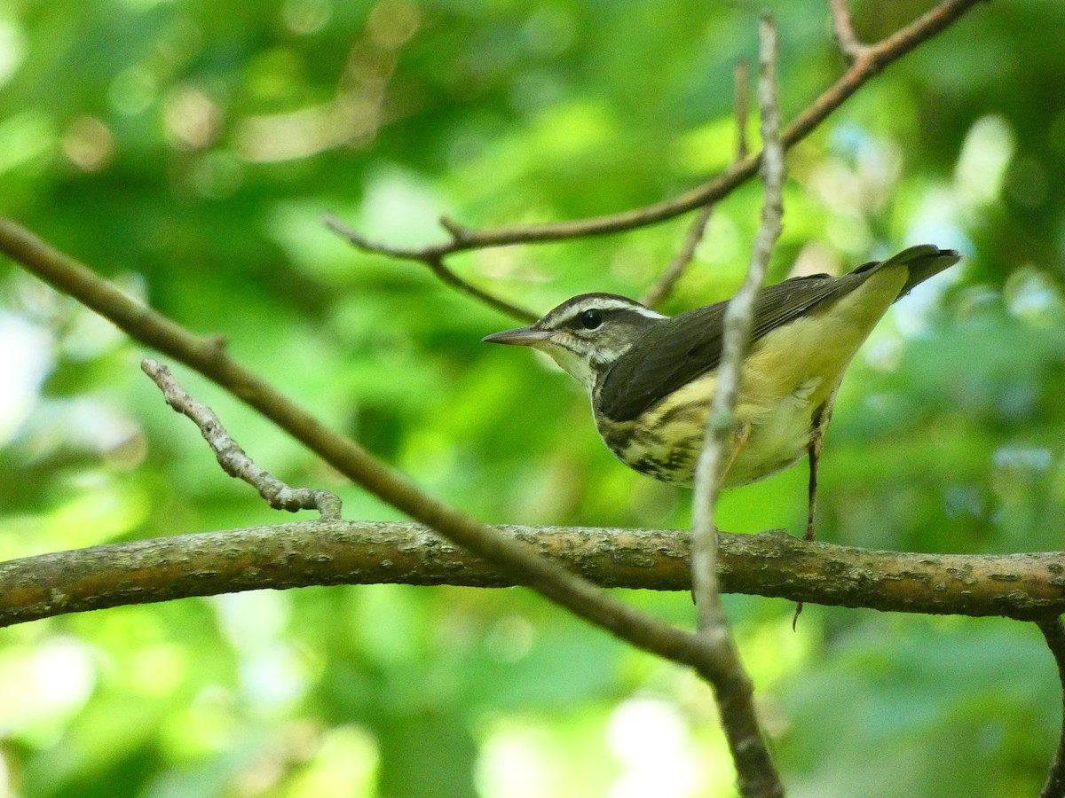Louisiana Waterthrush - ML640712383