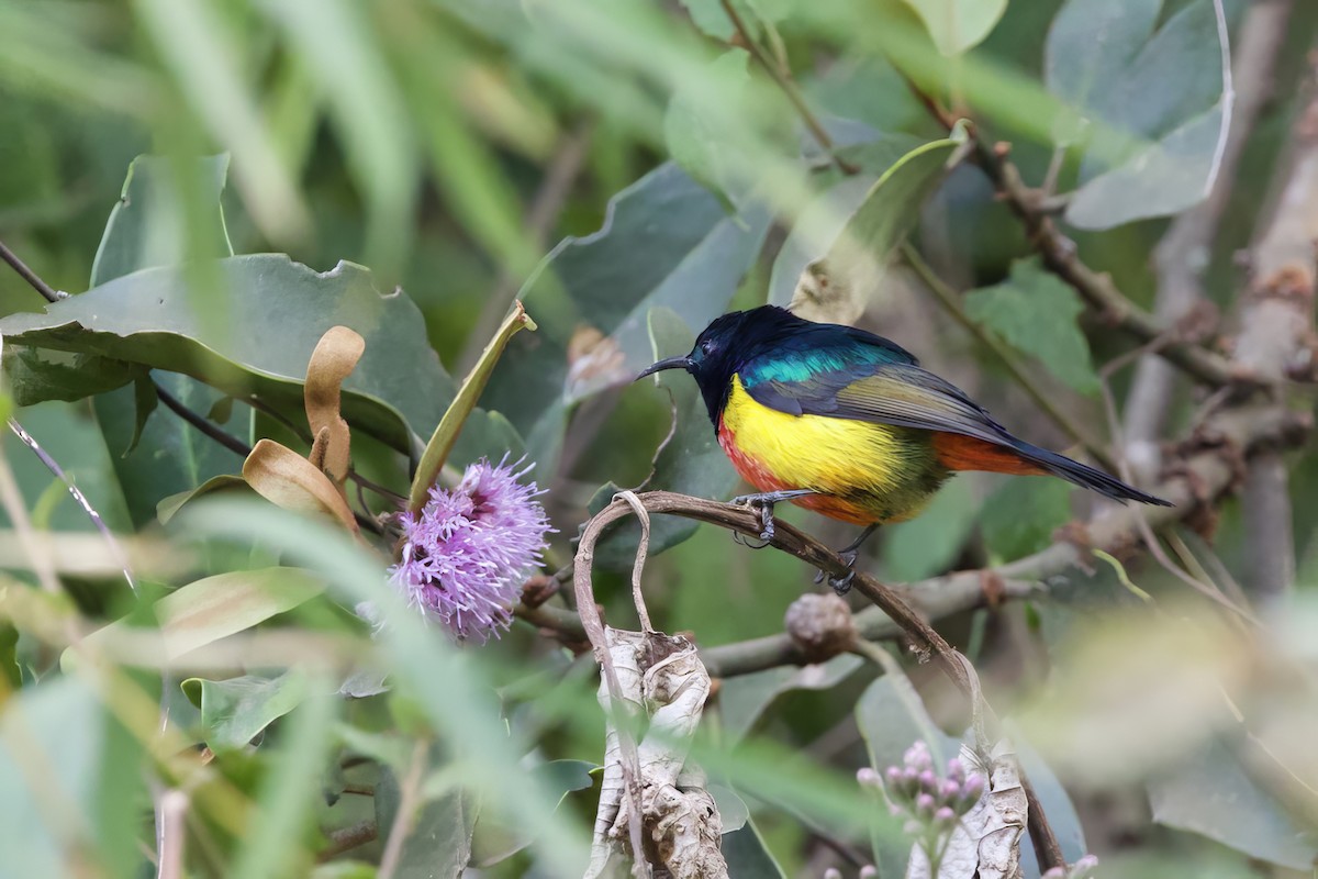 Regal Sunbird - ML640712394