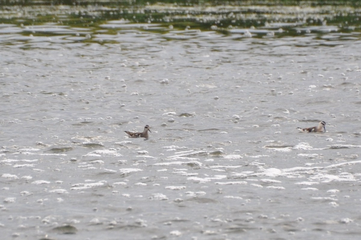 lyskonoh úzkozobý - ML640712395