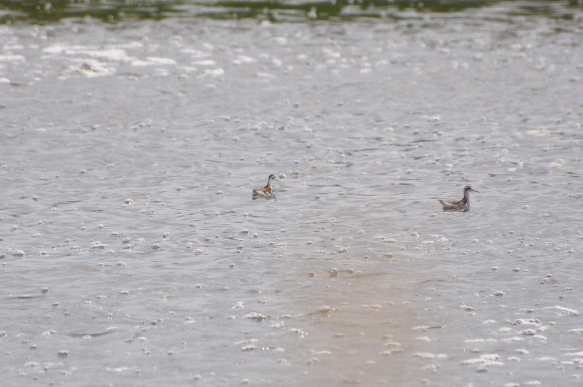 lyskonoh úzkozobý - ML640712396