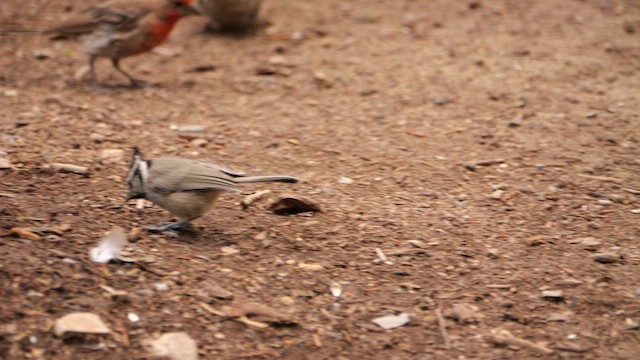 Bridled Titmouse - ML640712496